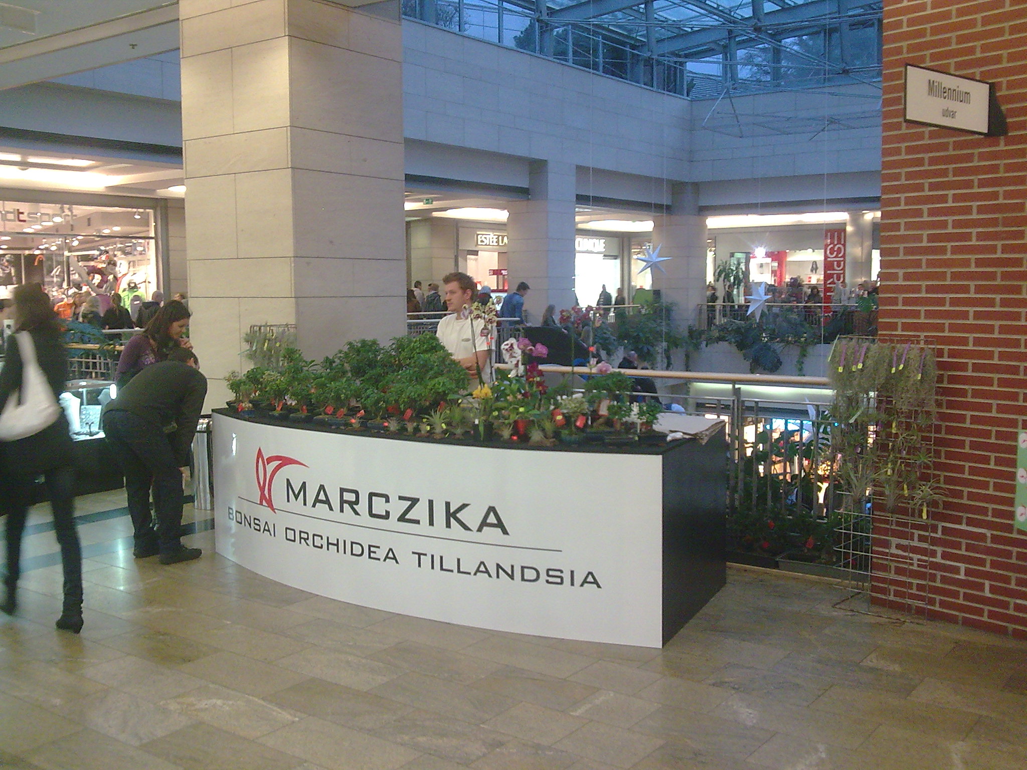 marczika bonsai studio a westend city centerben